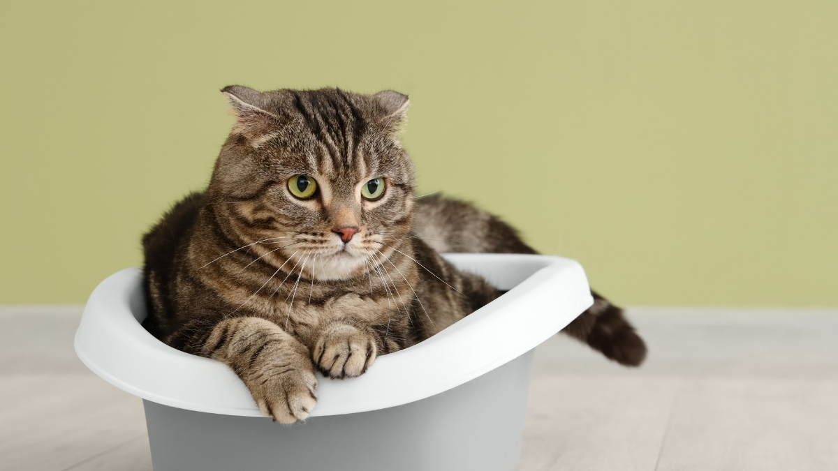 Bentoint Kedi Kumu Nedir?
