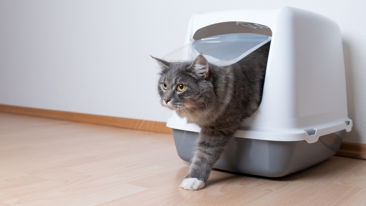 Bentoint Kedi Kumu Nedir?