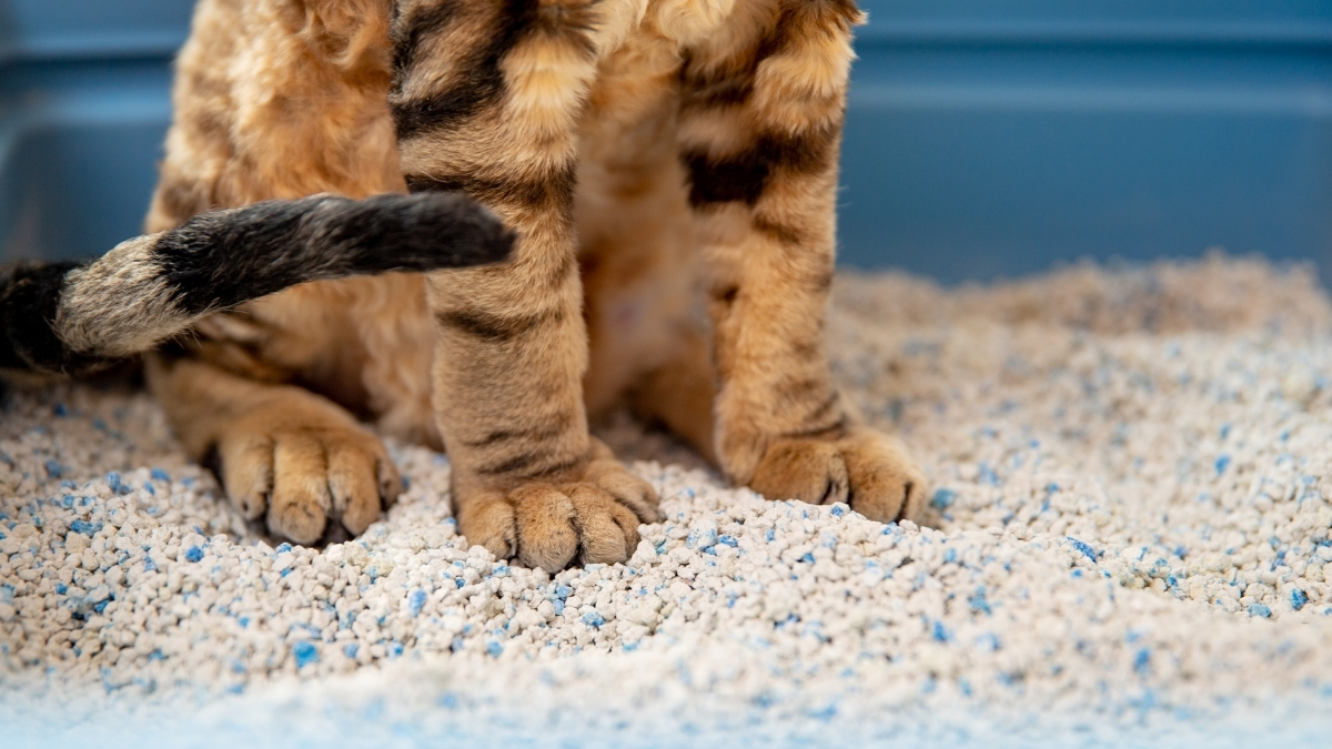Bentoint Kedi Kumu Nedir?