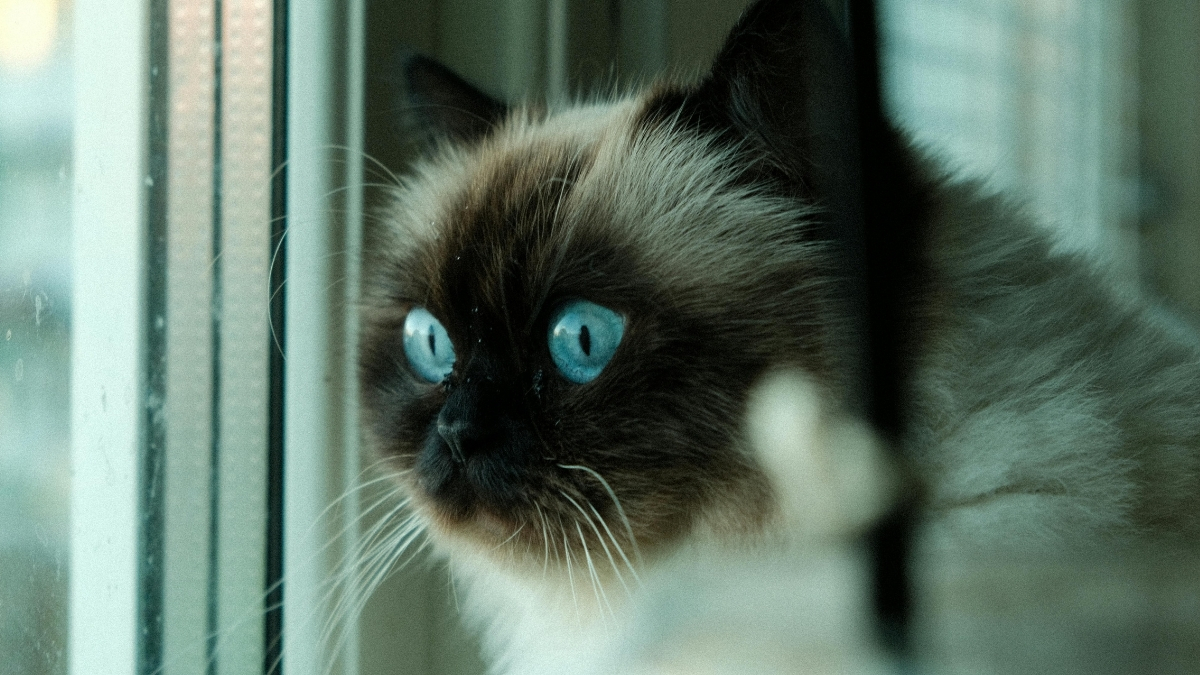 Birman Kedisi Özellikleri ve Bakımı