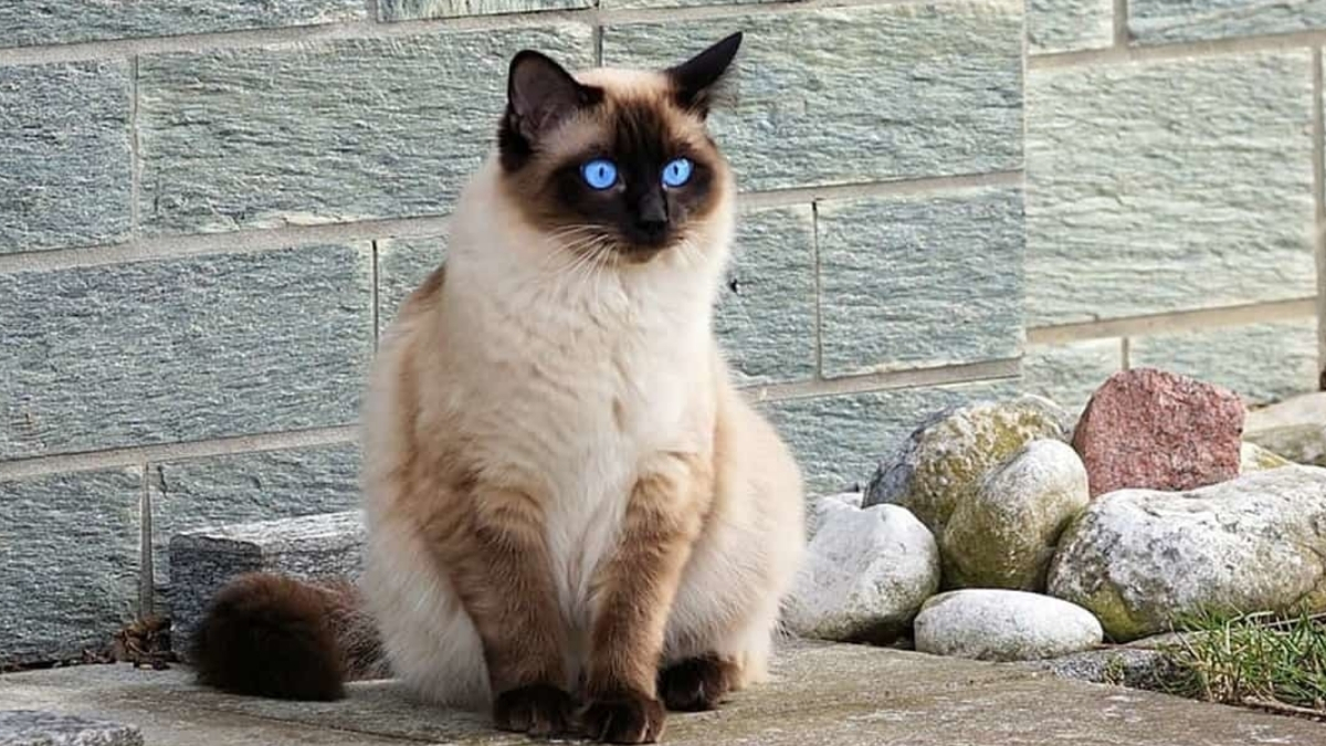 Birman Kedisi Özellikleri ve Bakımı