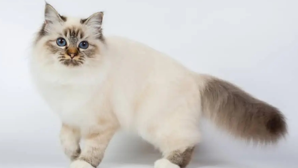 Birman Kedisi Özellikleri ve Bakımı