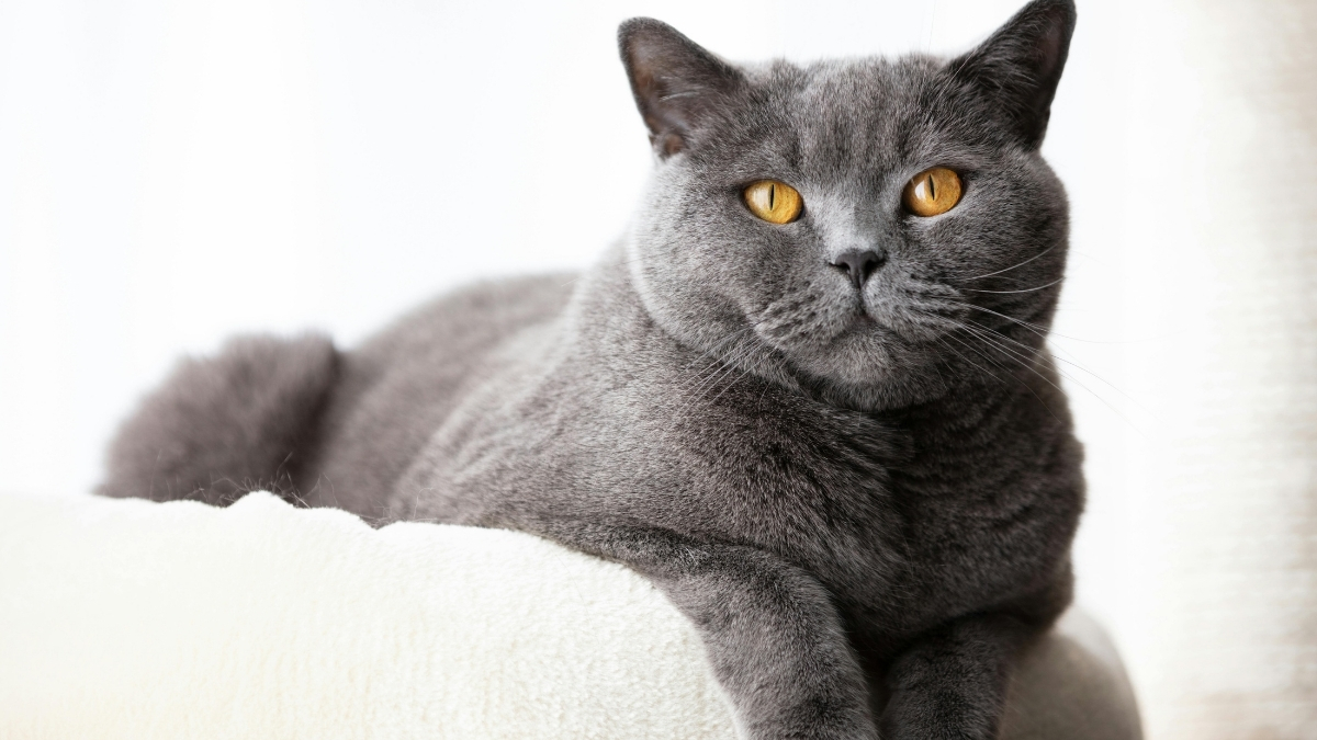 British Shorthair Kedisi Özellikleri ve Bakımı