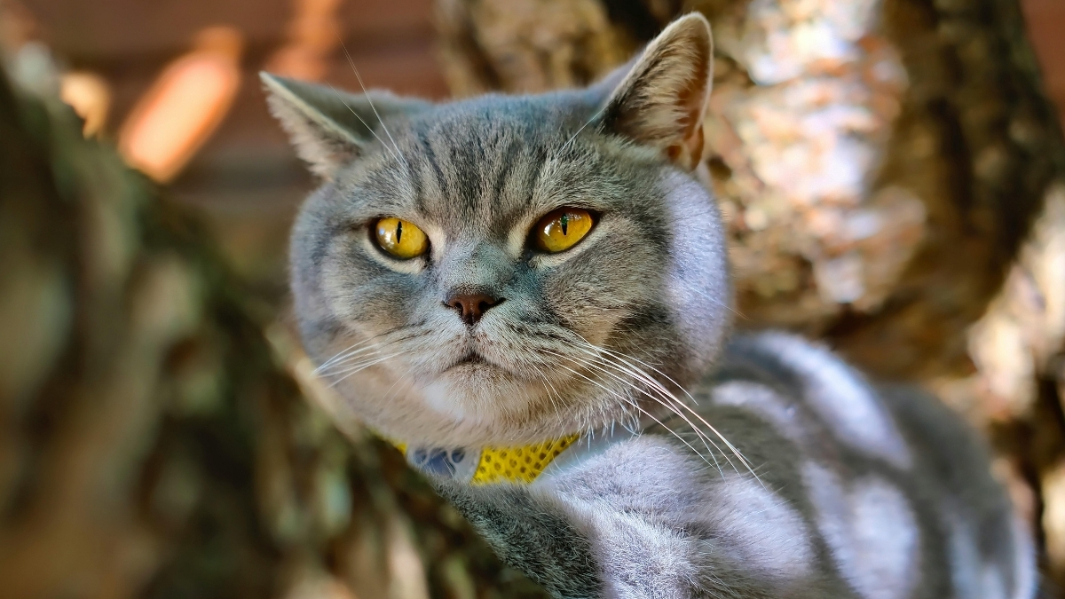 British Shorthair Kedisi Özellikleri ve Bakımı