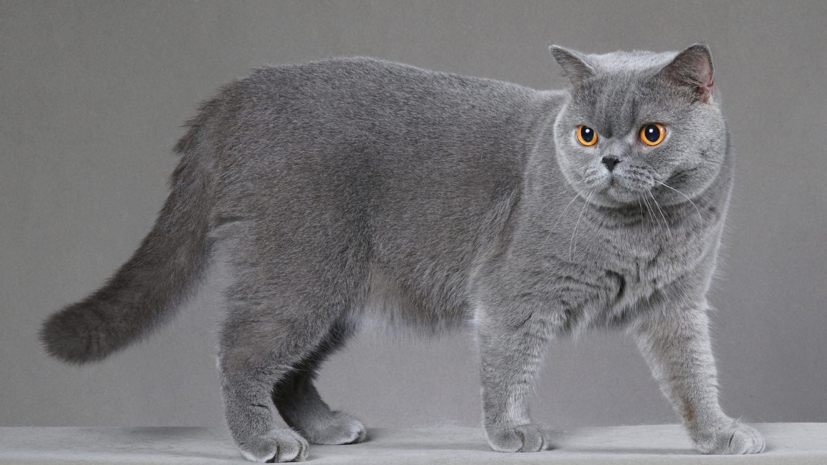 British Shorthair Kedisi Özellikleri ve Bakımı