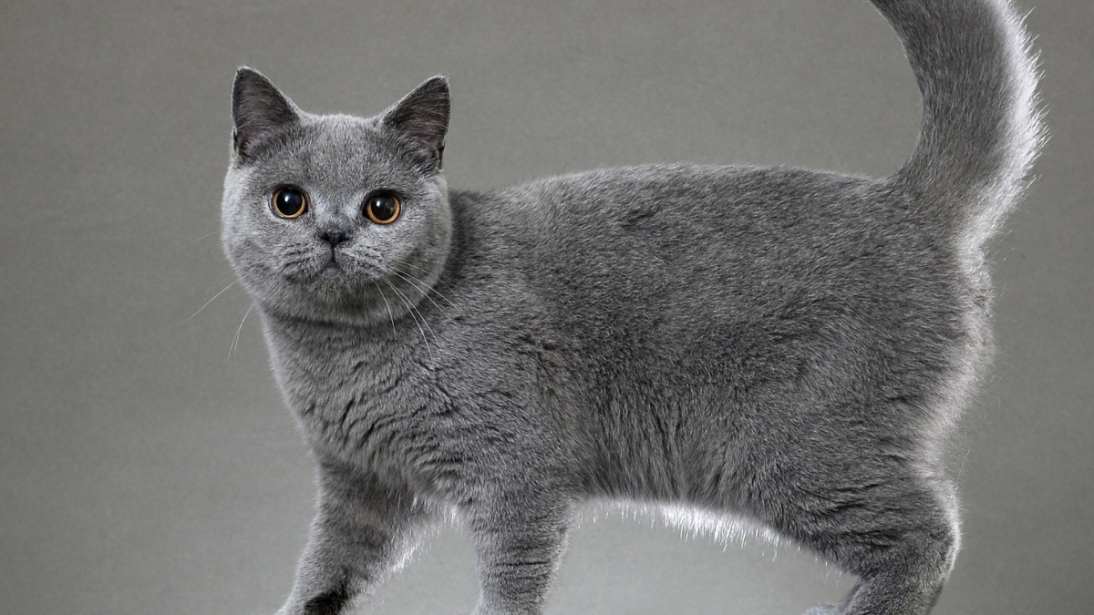 British Shorthair Kedisi Özellikleri ve Bakımı