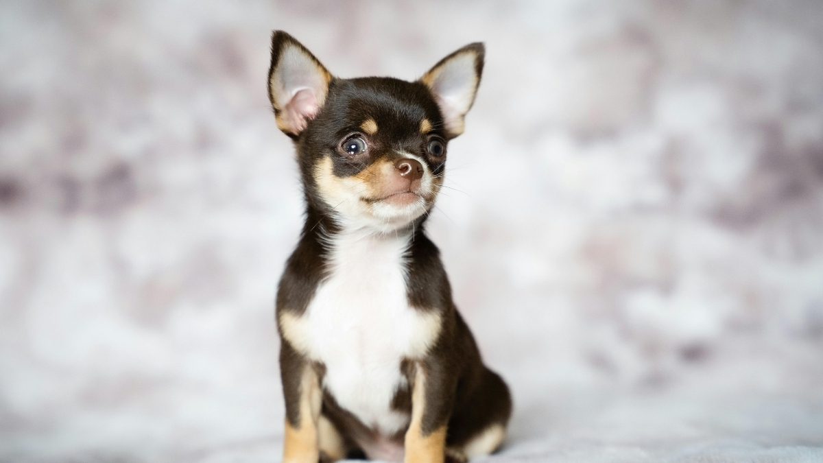 Chihuahua (Çivava) Özellikleri ve Bakımı