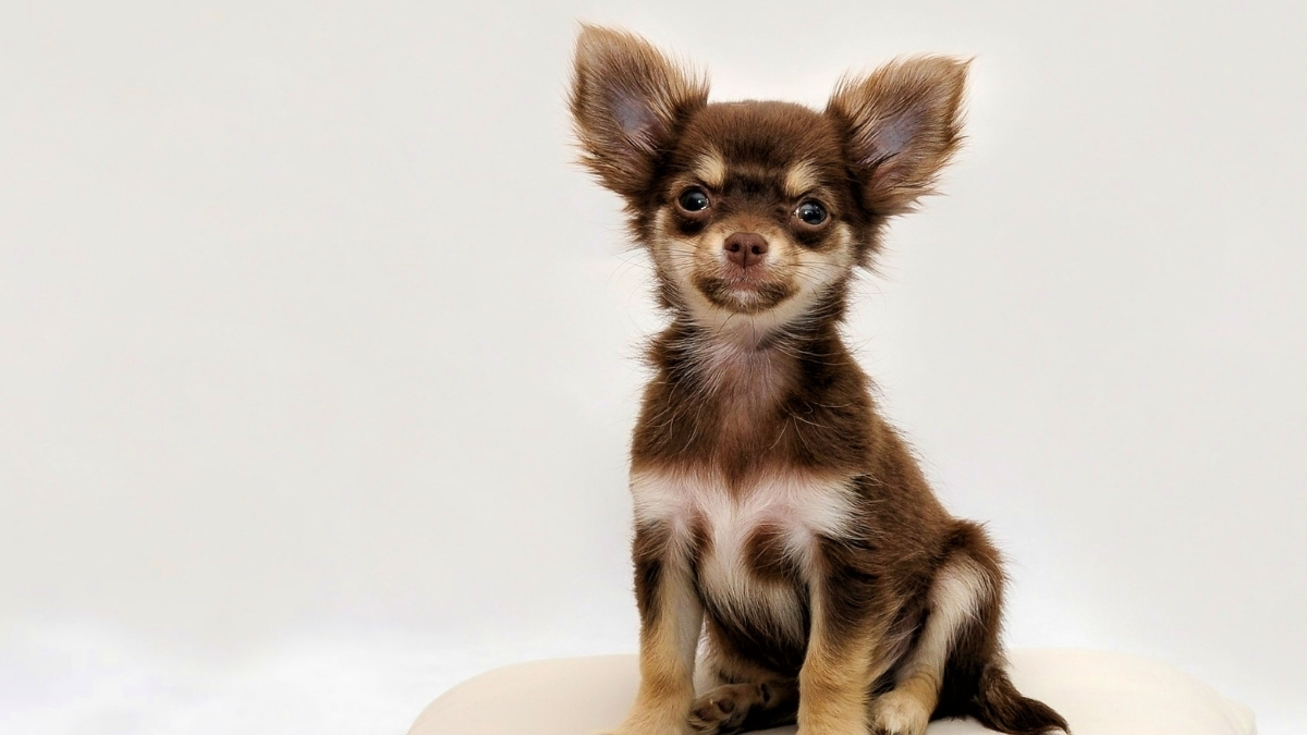 Chihuahua (Çivava) Özellikleri ve Bakımı