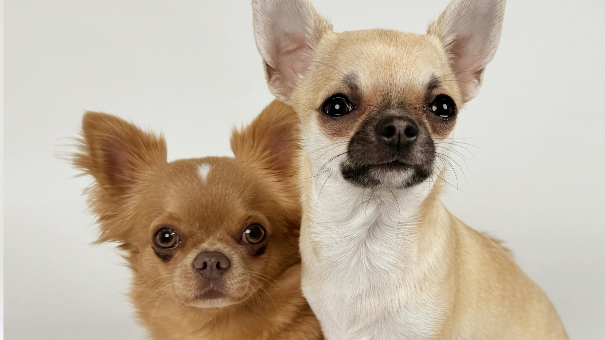 Chihuahua (Çivava) Özellikleri ve Bakımı