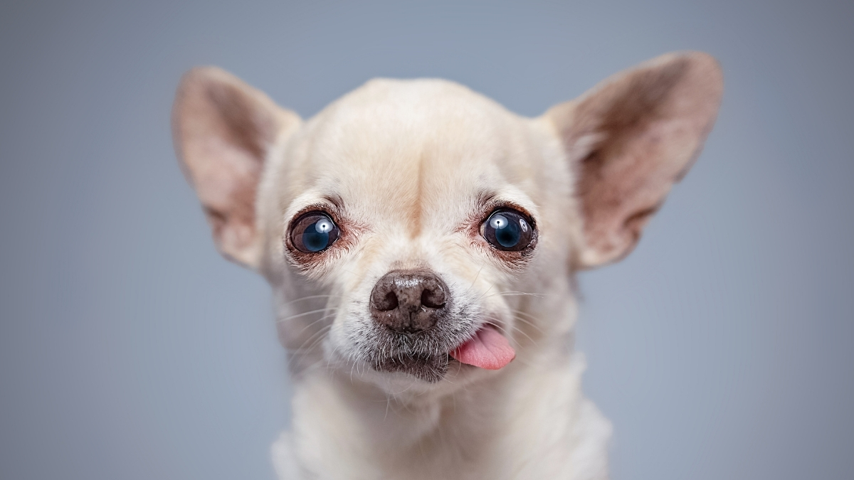 Chihuahua (Çivava) Özellikleri ve Bakımı