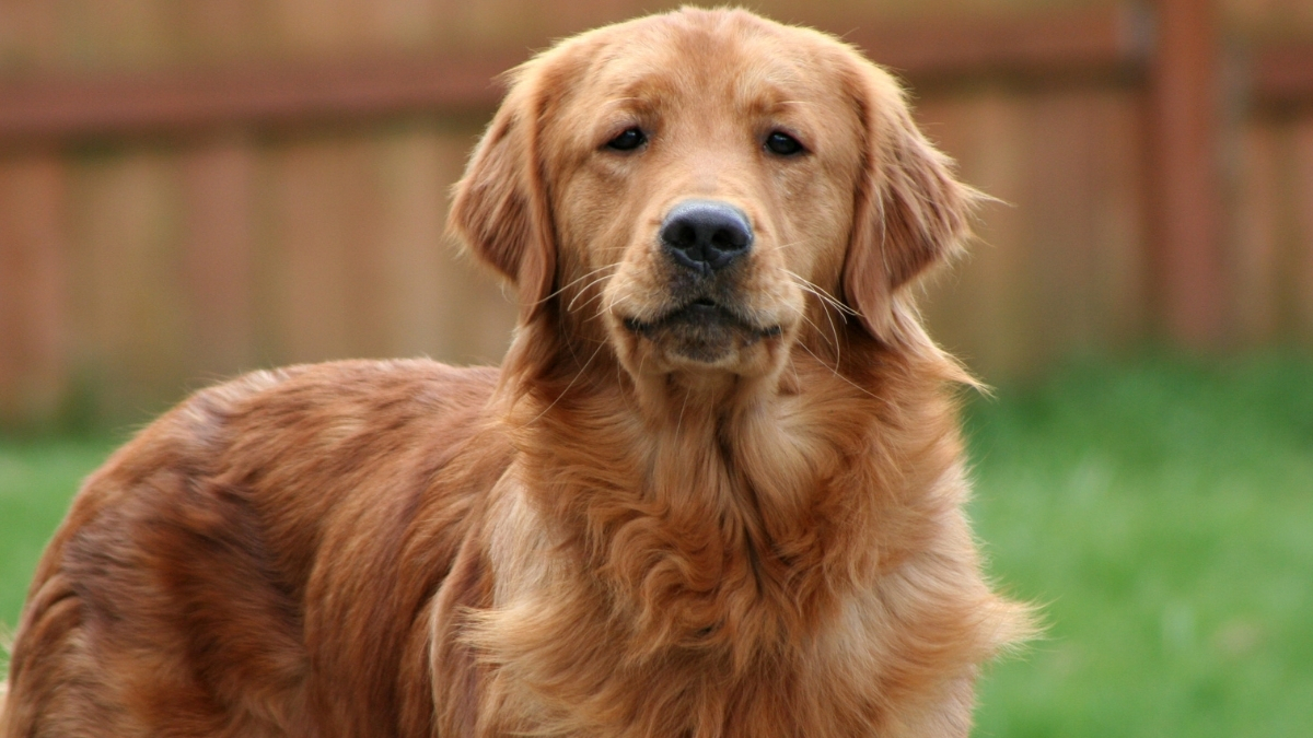 Golden Retriever Bakımı ve Özellikleri