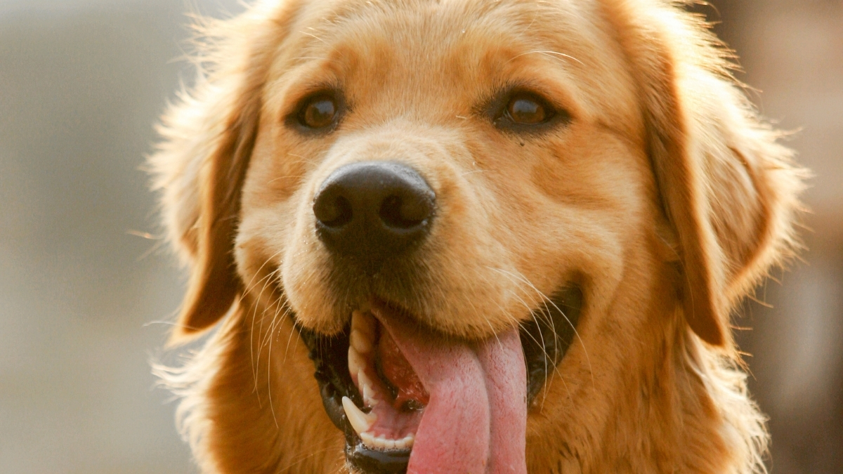 Golden Retriever Bakımı ve Özellikleri