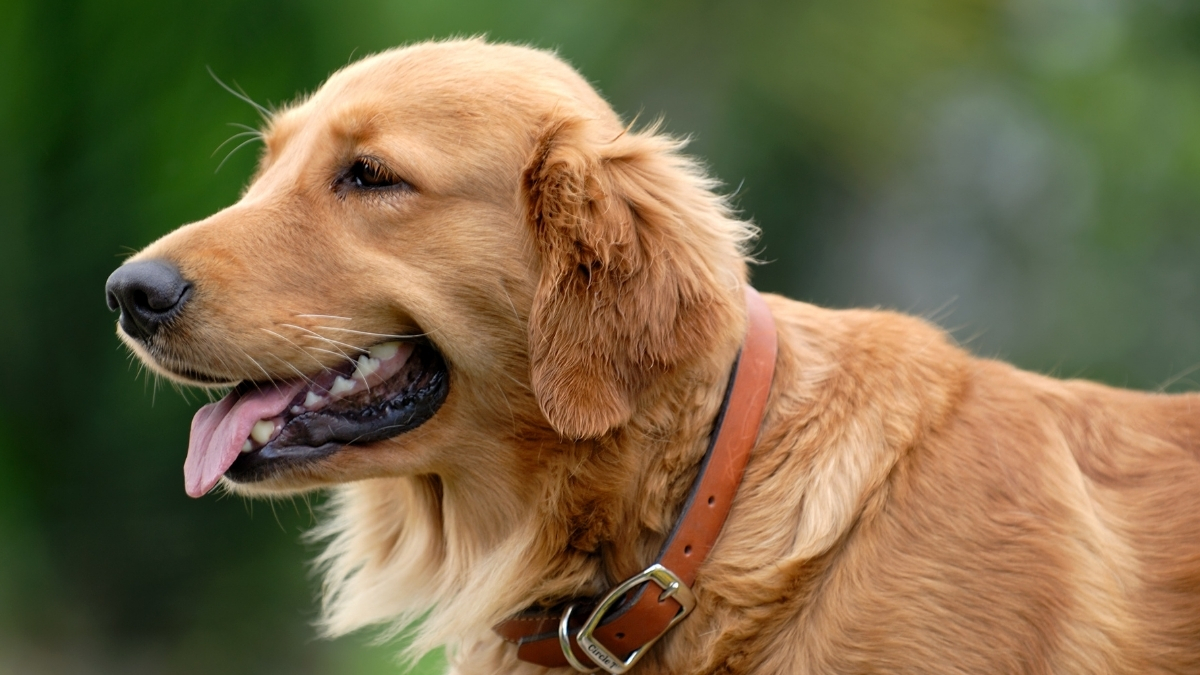 Golden Retriever Bakımı ve Özellikleri