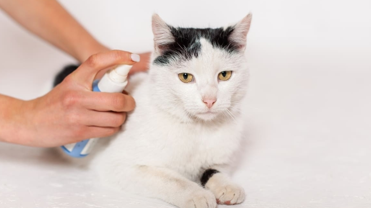 Kedilerde Miliyer Dermatit Nedir?
