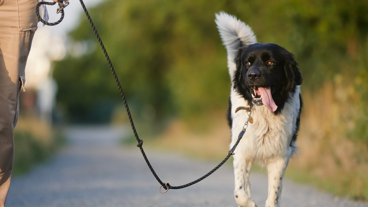 Köpeğinizi Tasmaya Nasıl Alıştırabilirsiniz?