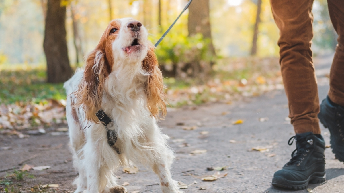 Köpeğinizi Tasmaya Nasıl Alıştırabilirsiniz?
