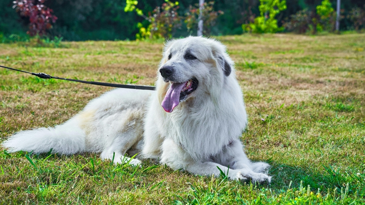 Köpeğinizi Tasmaya Nasıl Alıştırabilirsiniz?