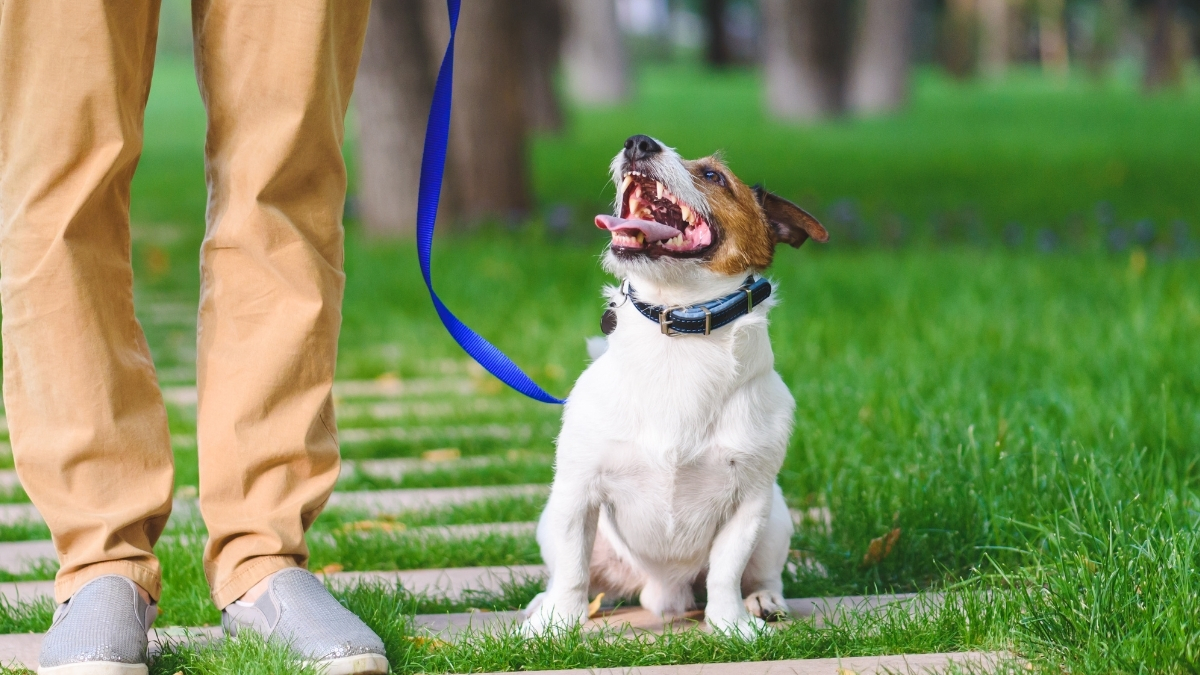 Köpeğinizi Tasmaya Nasıl Alıştırabilirsiniz?