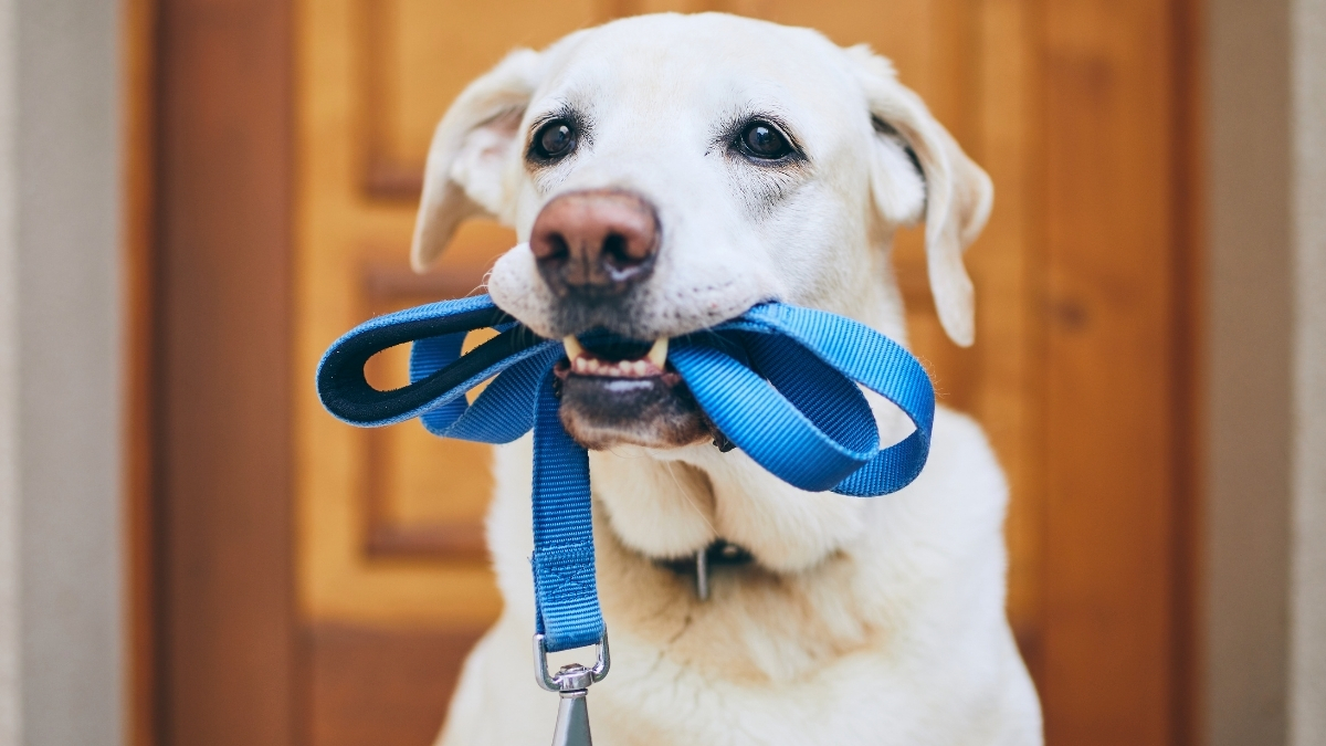 Köpeğinizi Tasmaya Nasıl Alıştırabilirsiniz?