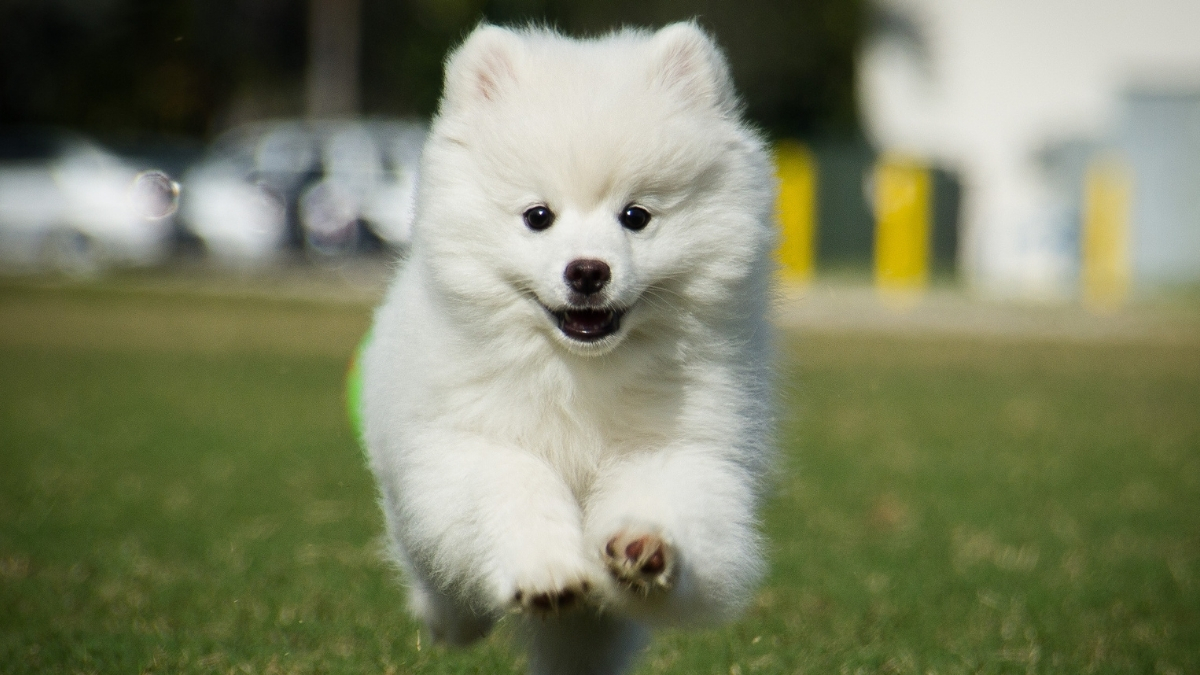 Köpek Beslenmesinde B12 Vitamininin Yeri ve Önemi