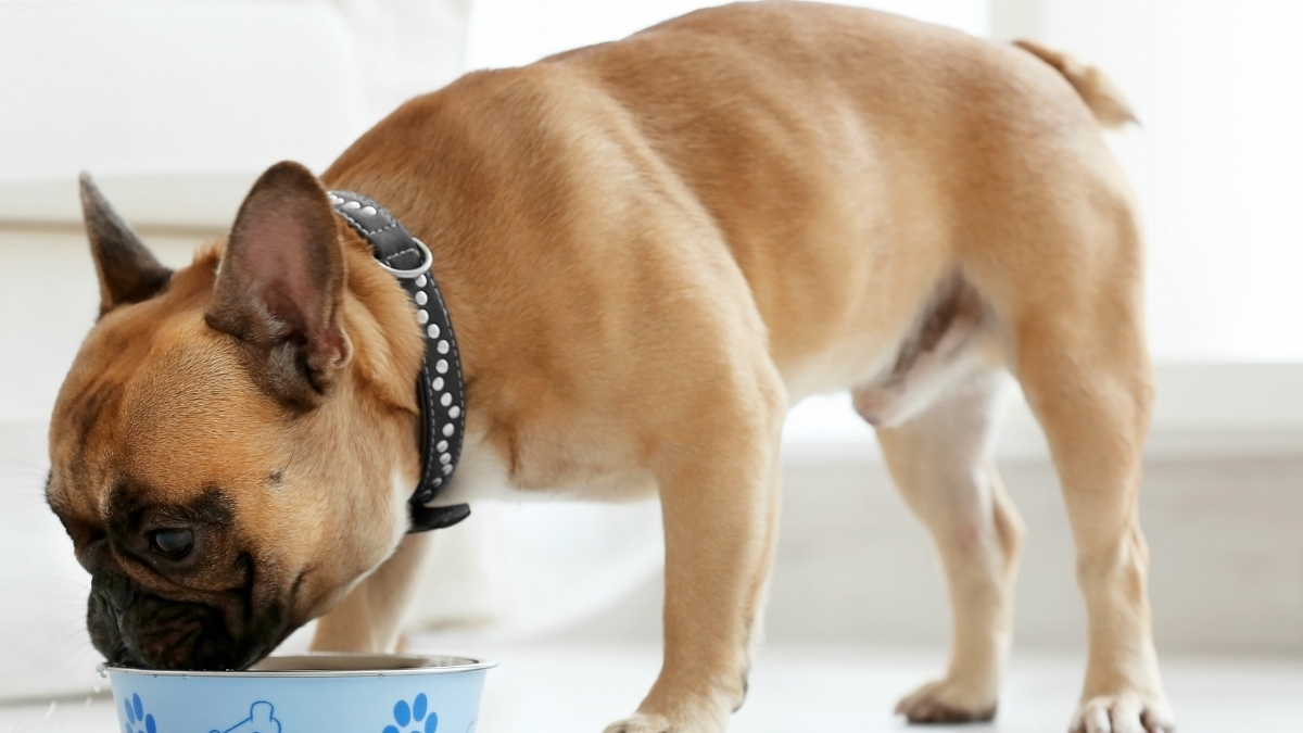Köpek Beslenmesinde Yaş Mamanın Önemi