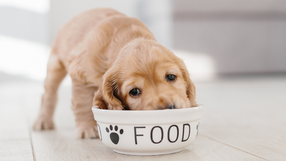 Köpek Beslenmesinde Yaş Mamanın Önemi