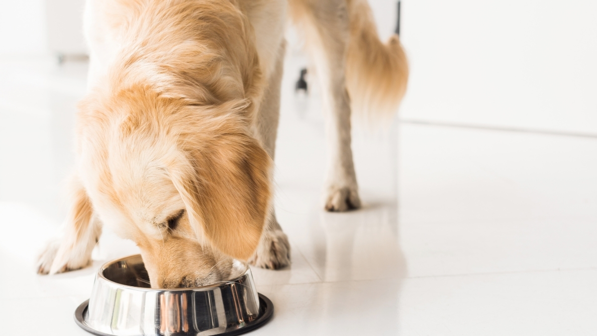 Köpek Beslenmesinde Yaş Mamanın Önemi