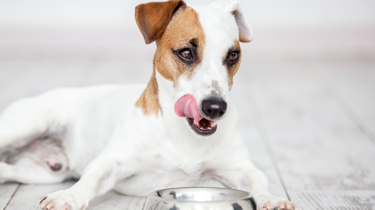 Köpek Beslenmesinde Yaş Mamanın Önemi