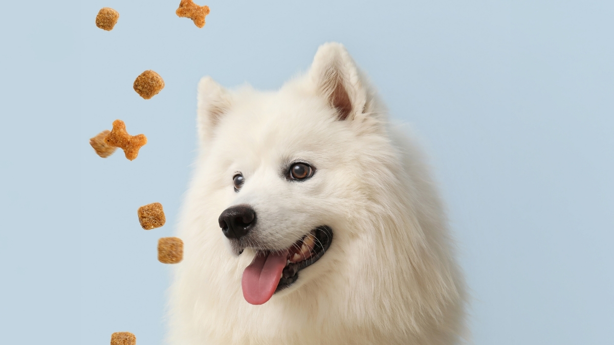 Köpek Maması Seçerken Irk ve Boyut Neden Önemlidir?