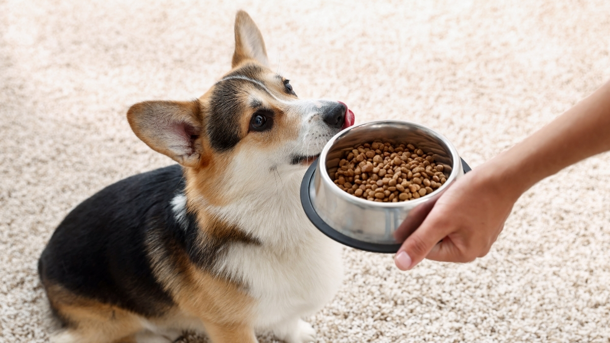 Köpek Maması Seçerken Irk ve Boyut Neden Önemlidir?
