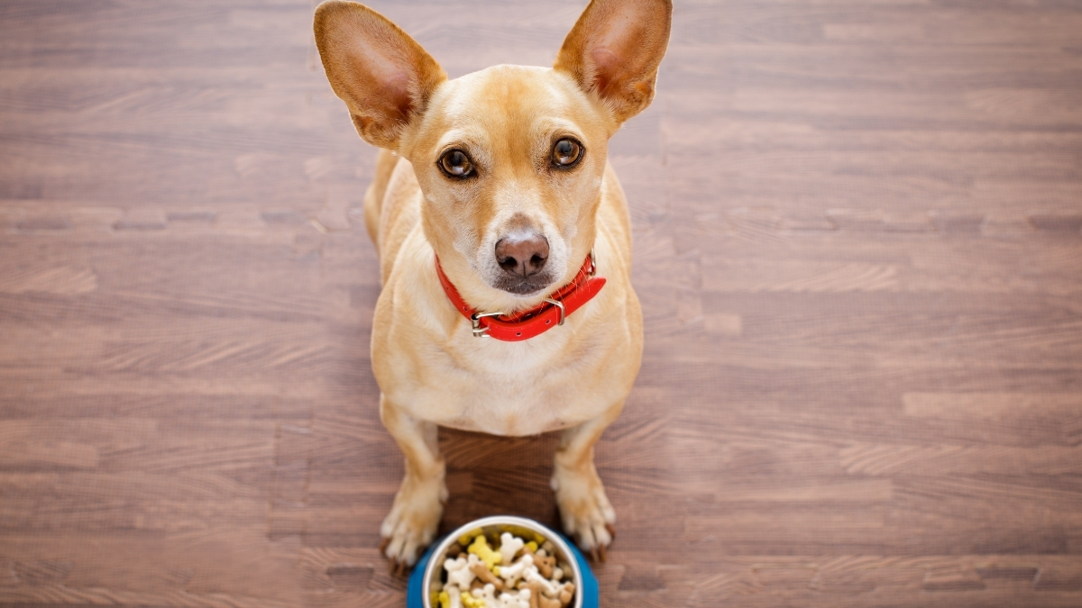 Köpek Maması Seçerken Irk ve Boyut Neden Önemlidir?