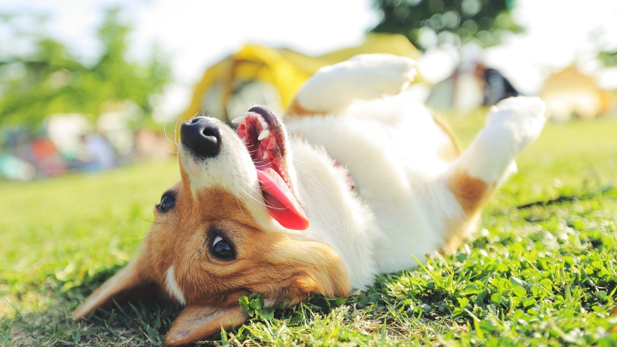 Köpeklerde Deri Hastalıklarının Nedenleri ve Tedavi Yöntemleri