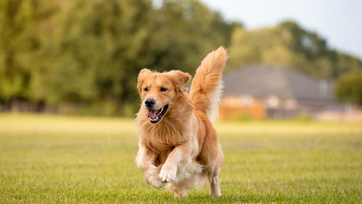 Köpeklerde Deri Hastalıklarının Nedenleri ve Tedavi Yöntemleri