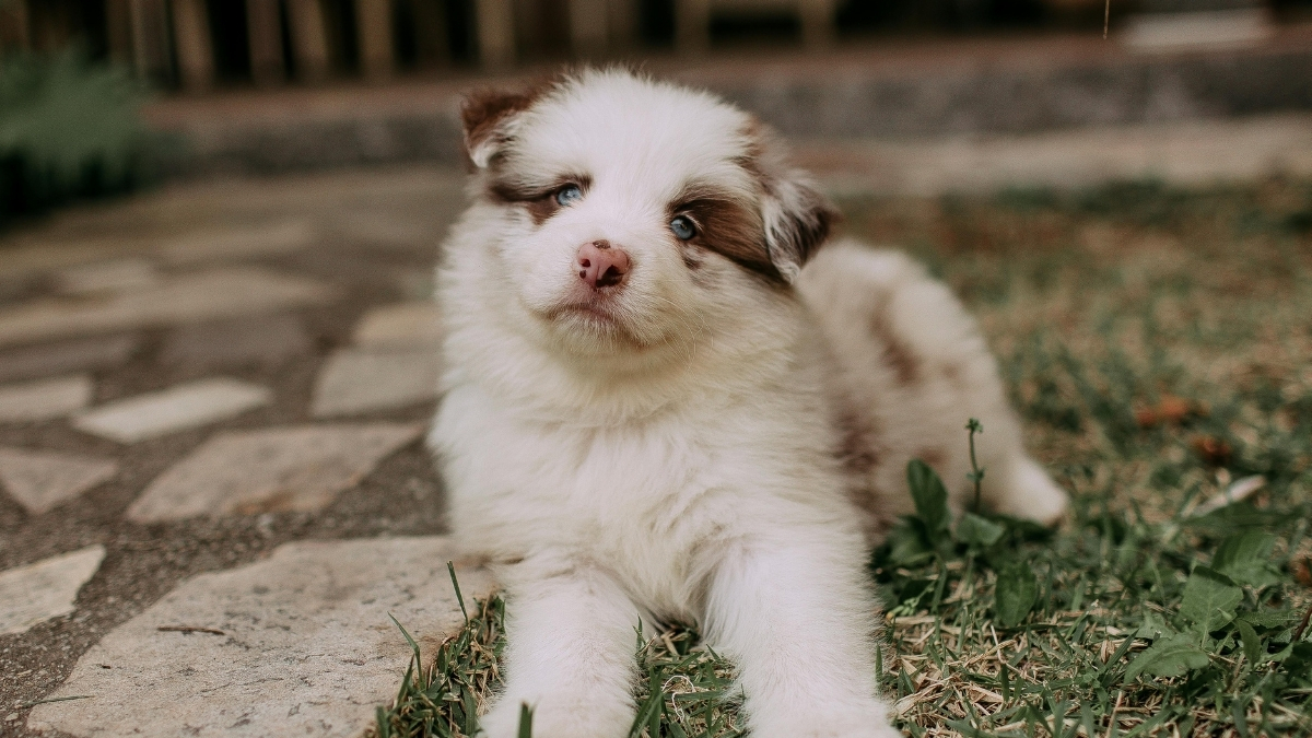 Köpeklerde Deri Hastalıklarının Nedenleri ve Tedavi Yöntemleri