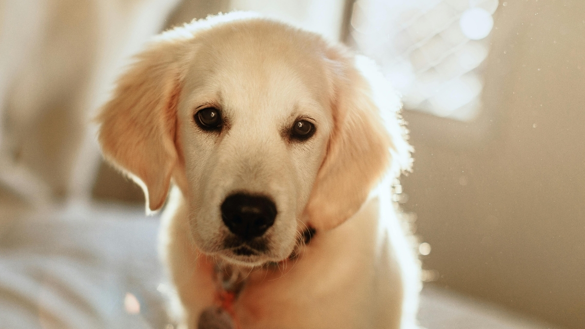Köpeklerde Deri Hastalıklarının Nedenleri ve Tedavi Yöntemleri