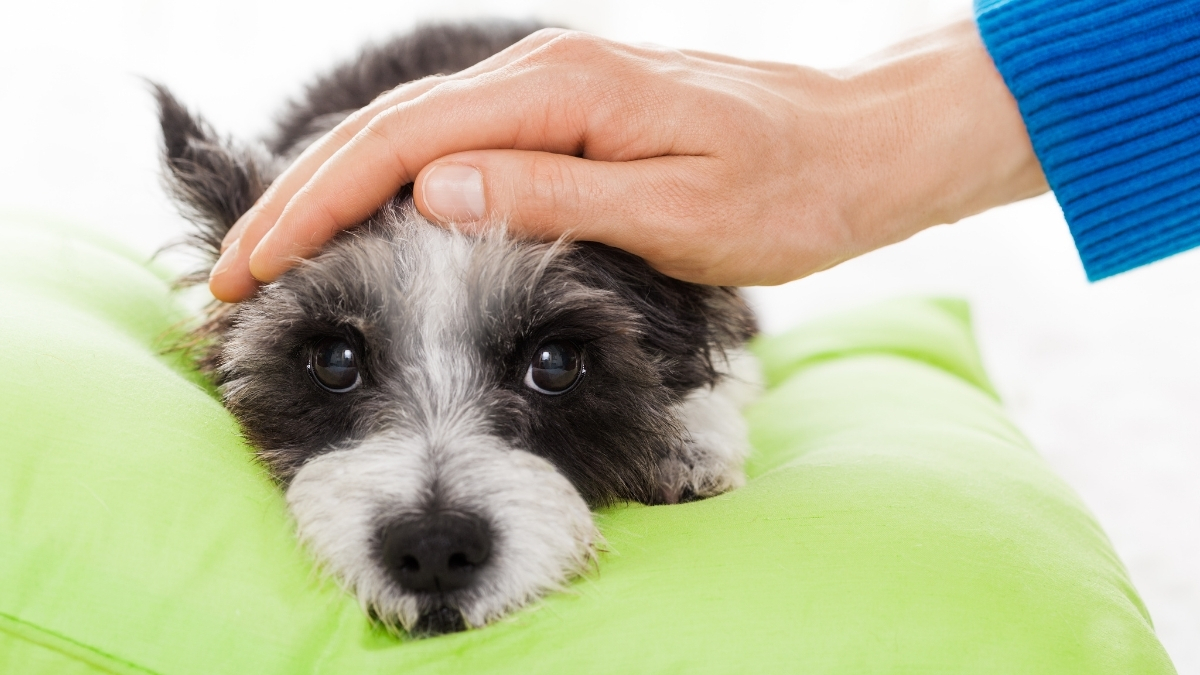 Köpeklerde Epilepsi Nedenleri ve Belirtileri