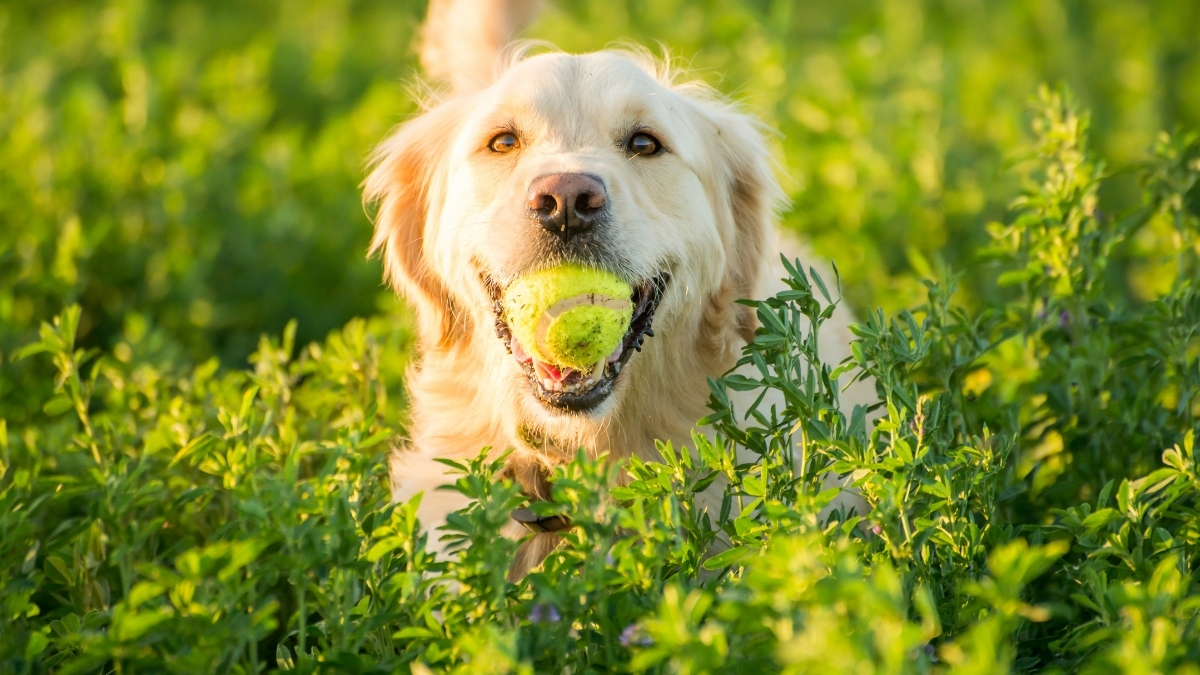 Köpeklerde Fazla Proteinin Zararları