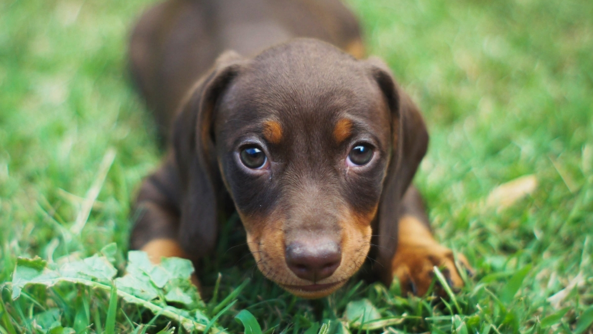 Köpeklerde Fazla Proteinin Zararları