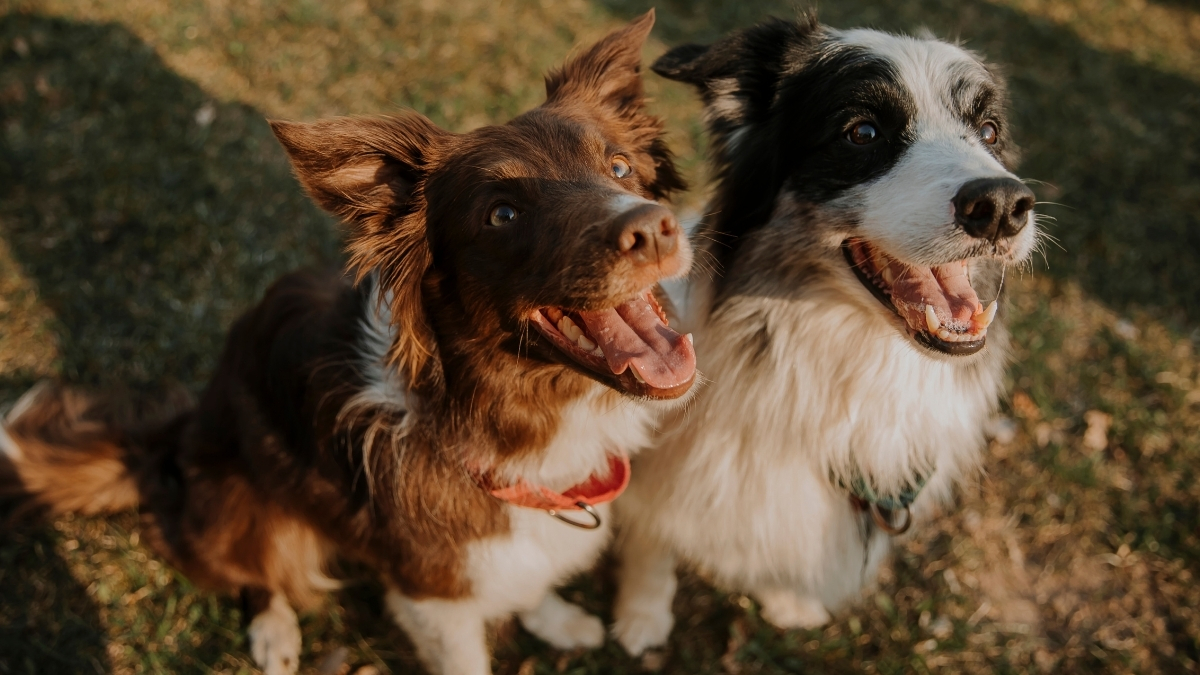 Köpeklerde Fazla Proteinin Zararları