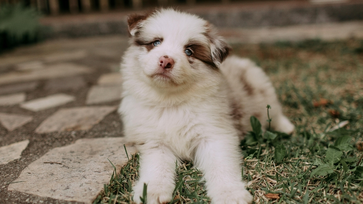 Köpeklerde Fazla Proteinin Zararları