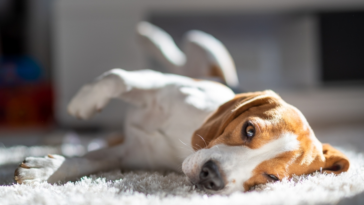 Köpeklerde Halsizlik Nedenleri