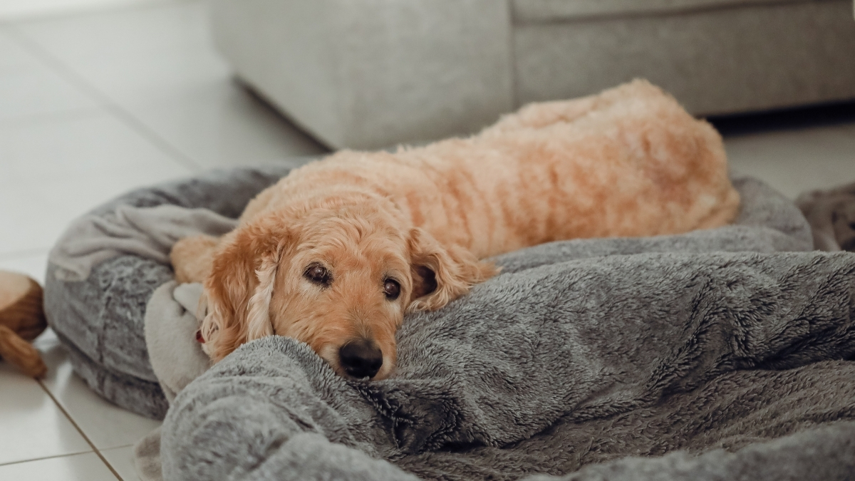 Köpeklerde Halsizlik Nedenleri
