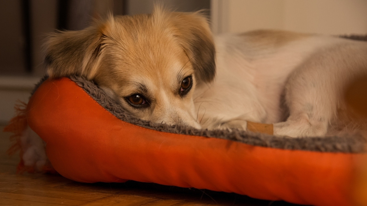 Köpeklerde Halsizlik Nedenleri