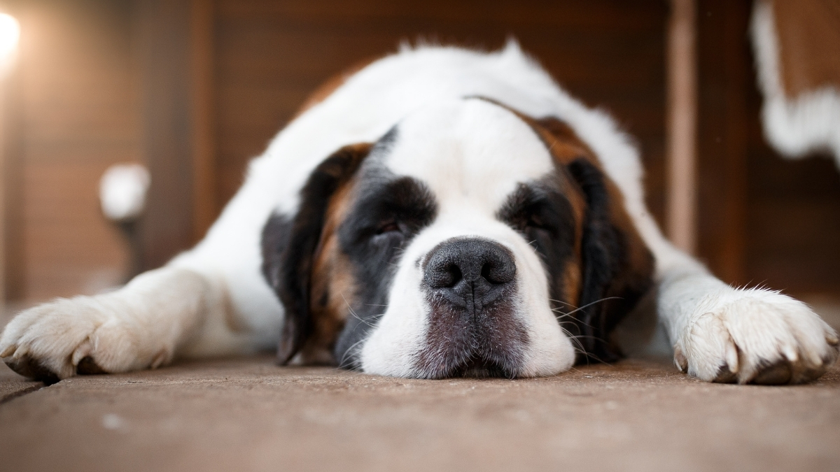 Köpeklerde Halsizlik Nedenleri
