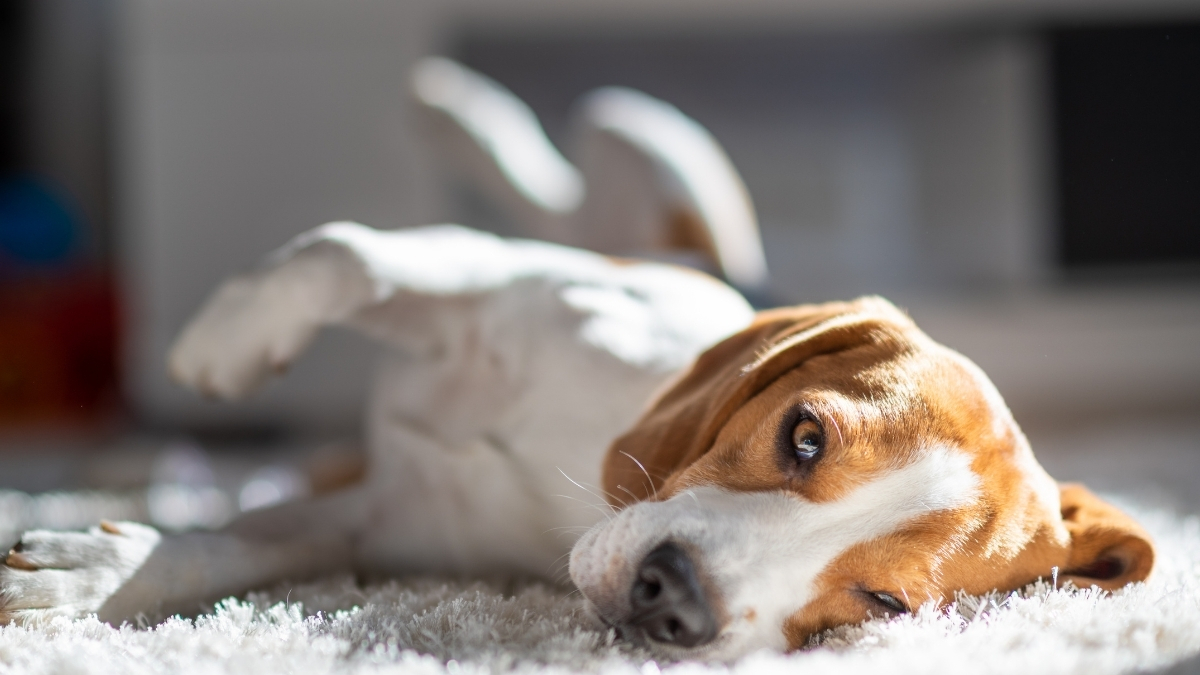 Köpeklerde Hidrosefali Nedir?