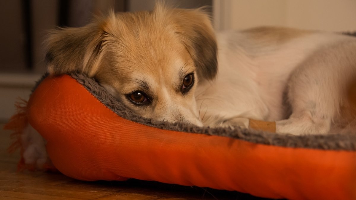 Köpeklerde Hidrosefali Nedir?