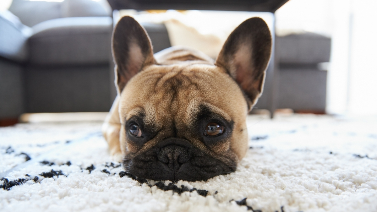 Köpeklerde Hidrosefali Nedir?