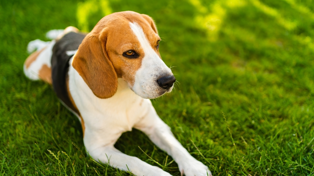 Köpeklerde Hidrosefali Nedir?