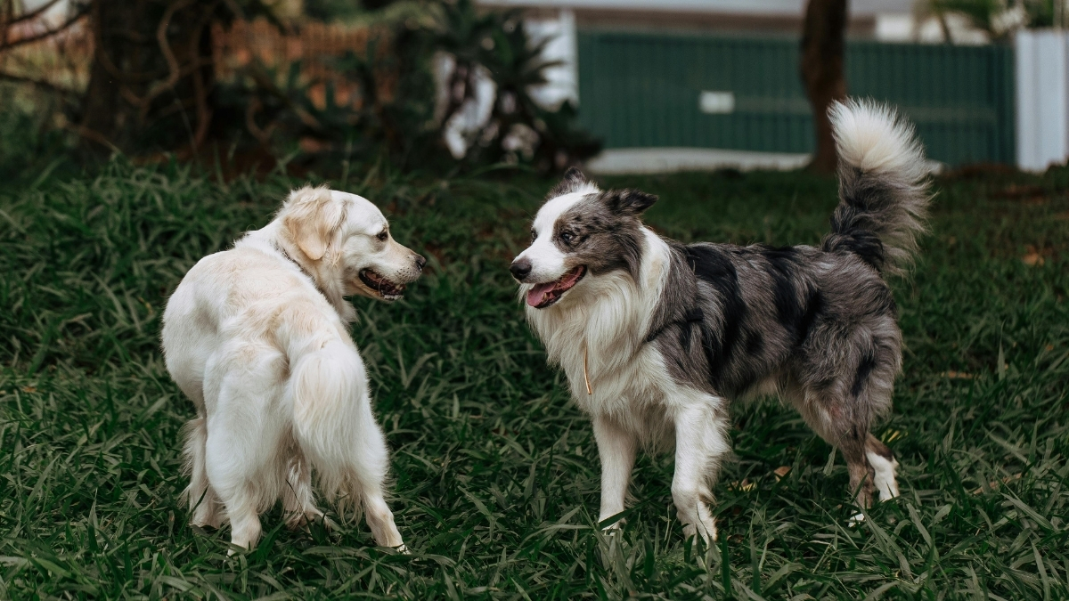 Köpeklerde Hipokalsemi Nedir?