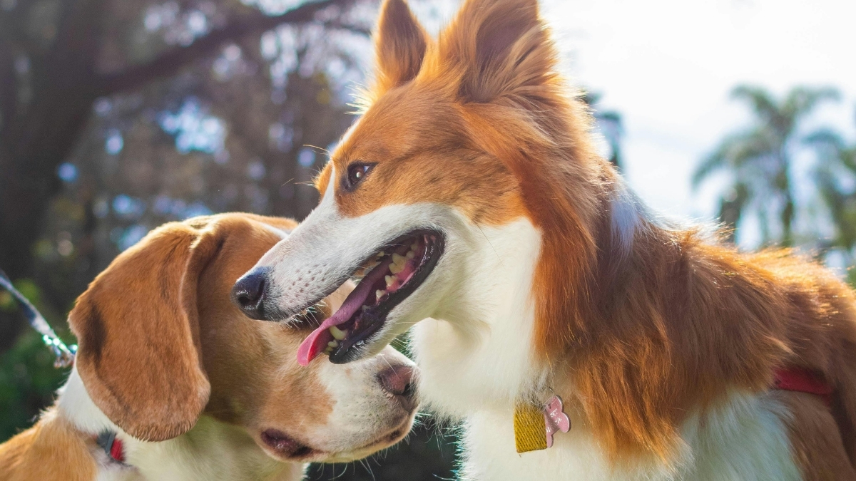 Köpeklerde Hipokalsemi Nedir?